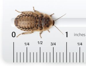 Josh's Frogs medium dubia roaches live feeder 250 count in ventilated container packaging