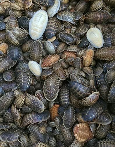 close-up detail of large dubia roaches measuring 5/8 to 3/4 inches