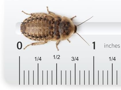 Close-up detail of half inch to three quarter inch medium dubia roaches live feeder showing soft low chitin shell